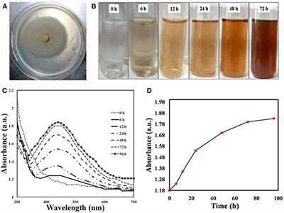 Illuminating the Anticancerous Efficacy of a New Fungal Chassis for Silver Nanoparticle Synthesis